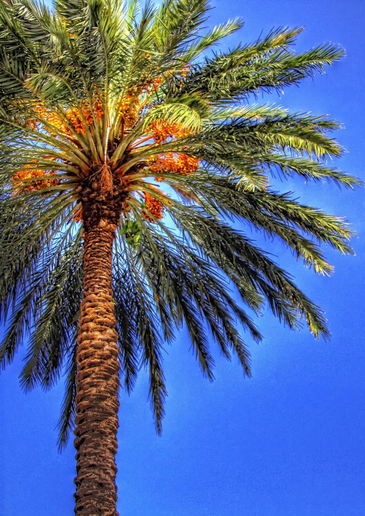 HDR- Palm Tree