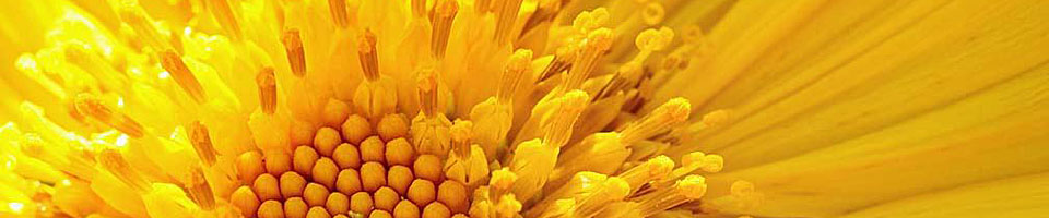 Joe Myeress Photography - Daily blog of my photographic images