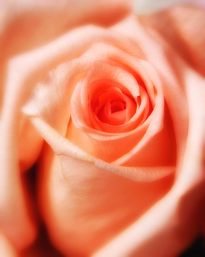 Happy Valentine’s Day Rose