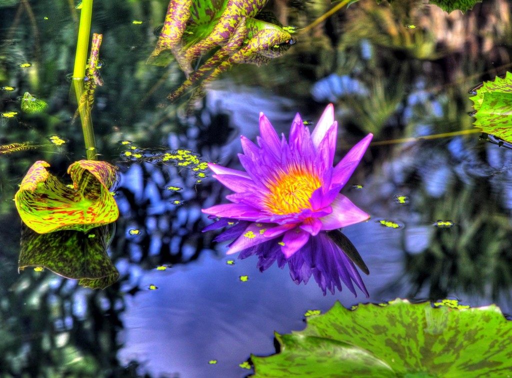 HDR Waterlilly