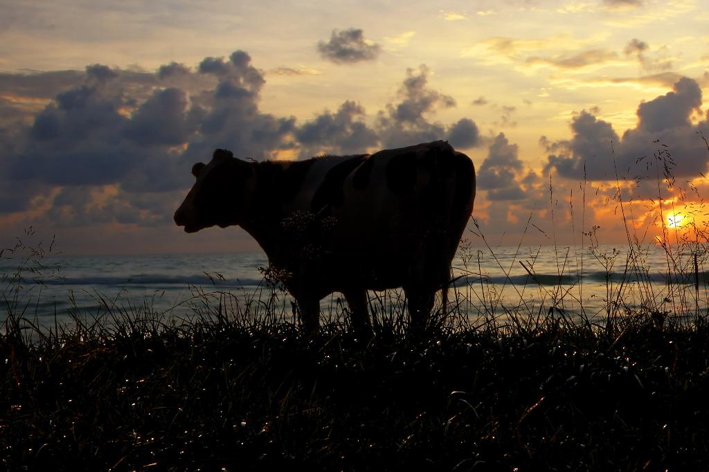 Cow Sunset