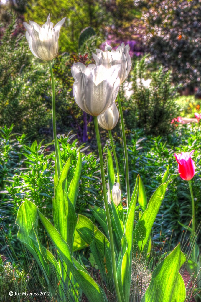 HDR- Tulips