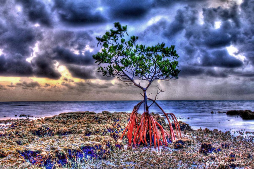Over-the-top HDR Mangrove Tree