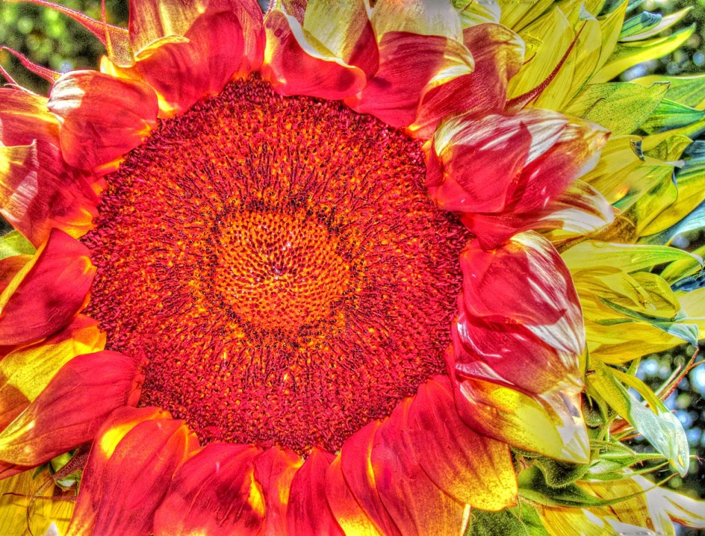 HDR- Colored Sunflower