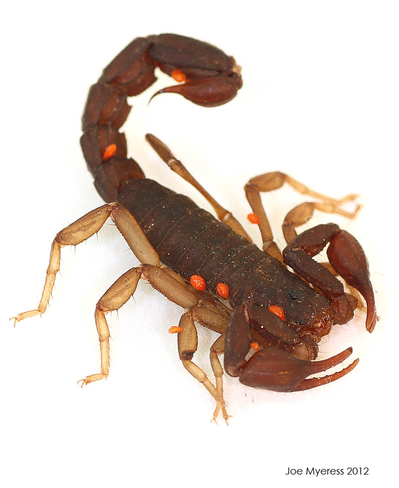 Devil Scorpion