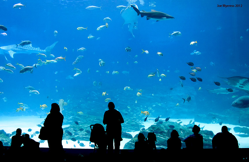 Georgia Aquarium.