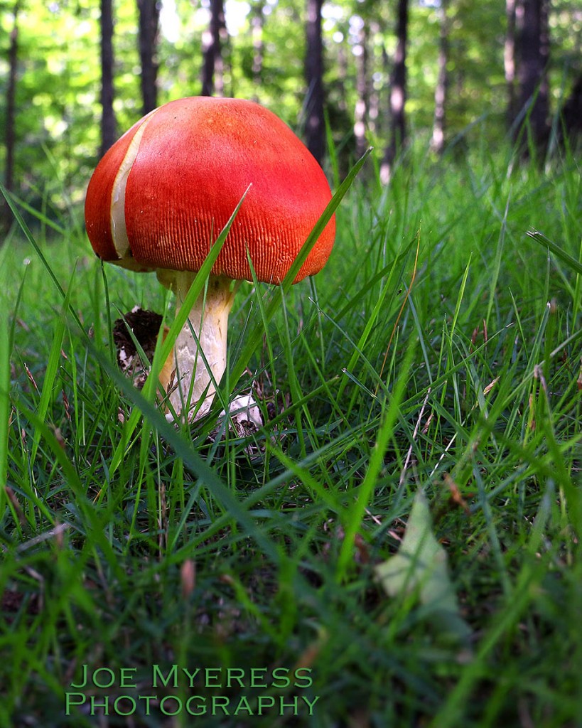 Red Top Mushroom