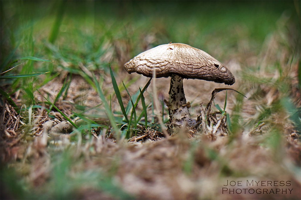 Macro of Mushroom