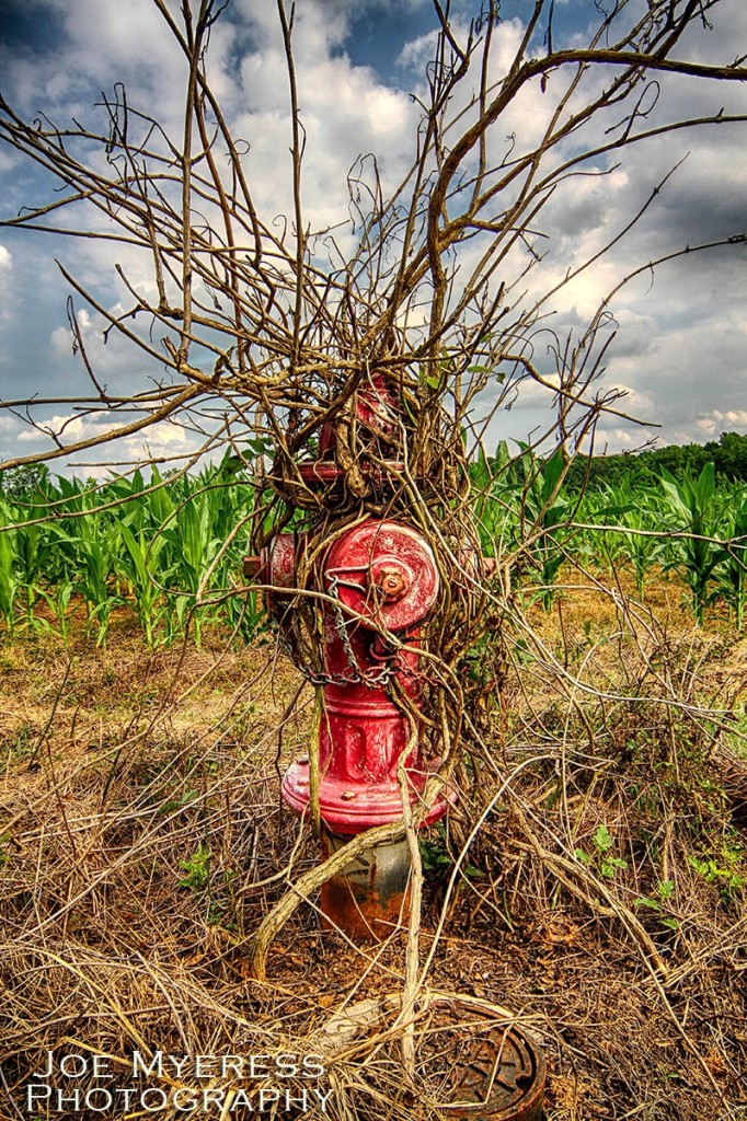 Fire Hydrant in Corn Field