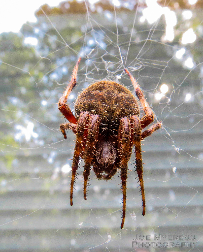 BIG Spider