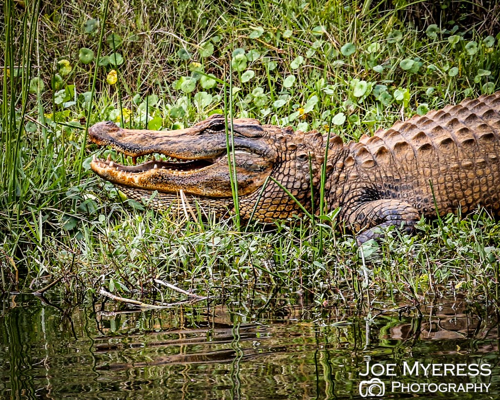 More Canon lens testing, gator roar…with HDR effect