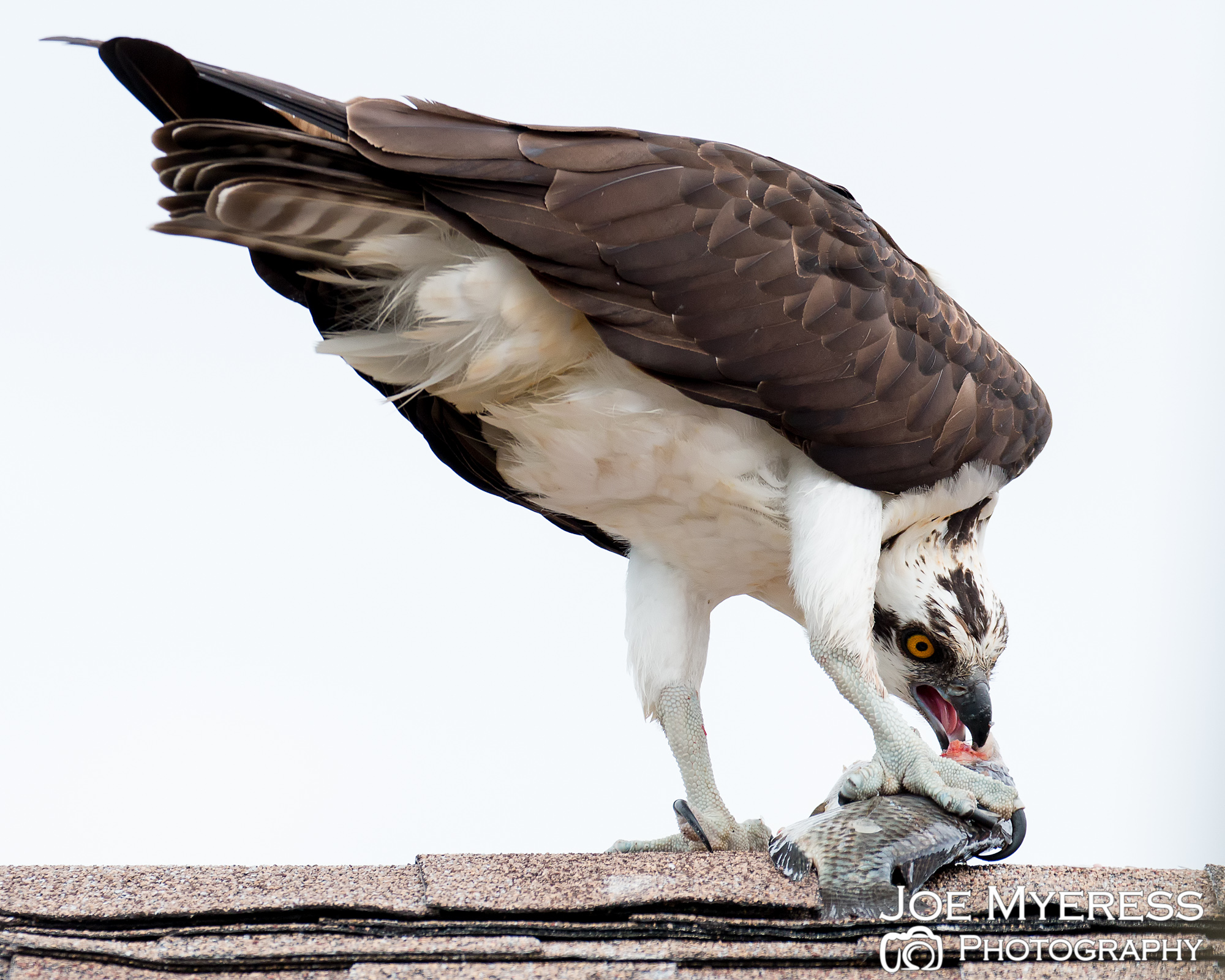 Osprey visits with breakfast
