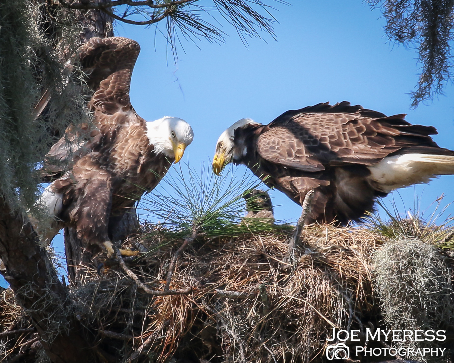 Watching a Bald Eagle family…