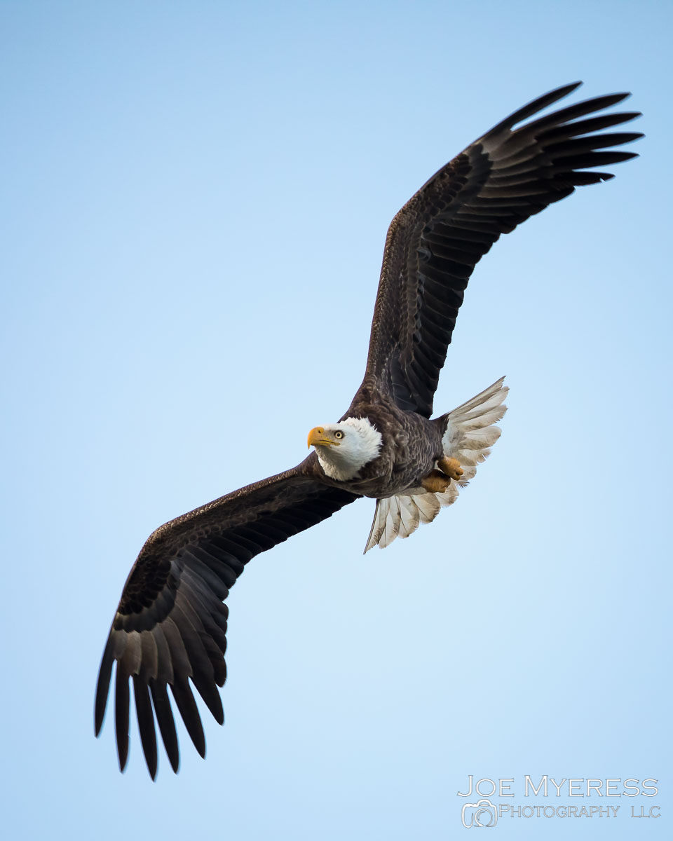 Testing a Canon Super telephoto loaner lens on Eagles and Birds